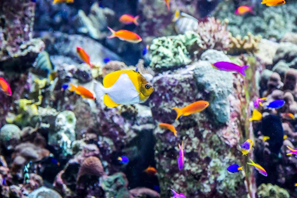 Acuario peces tropicales en un arrecife de coral —  Fotos de Stock