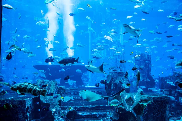 Akváriumi trópusi halak a korallzátonyok — Stock Fotó