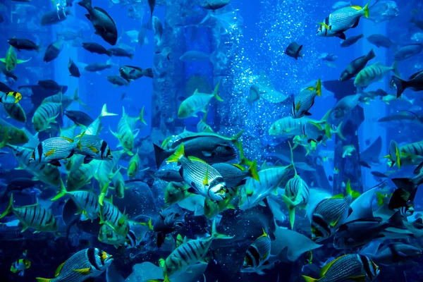 Acquario pesci tropicali su una barriera corallina — Foto Stock