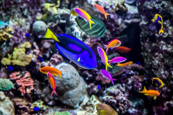 Acuario peces tropicales en un arrecife de coral — Foto de Stock