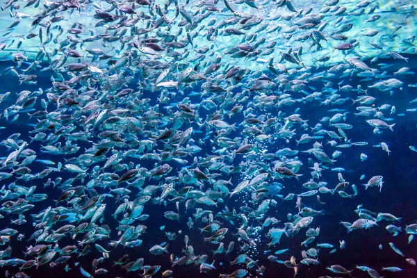 Aquarium tropical fish on a coral reef — Stock Photo, Image