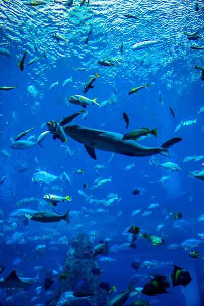 Akvarijní ryby tropické na korálovém útesu — Stock fotografie