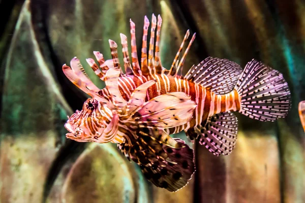 악의 찬 빨간 lionfish 볼을 닫습니다 — 스톡 사진
