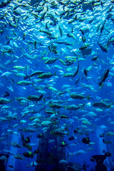 Aquarium tropical fish on a coral reef — Stock Photo, Image