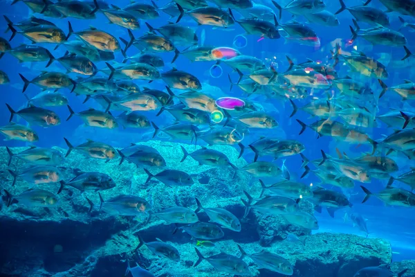 Aquarium tropical fish on a coral reef — Stock Photo, Image