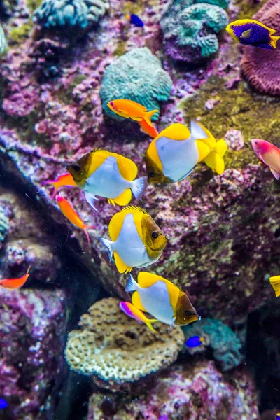 Τροπικά ψάρια ενυδρείο σε ένα κοραλλιογενή ύφαλο — Φωτογραφία Αρχείου