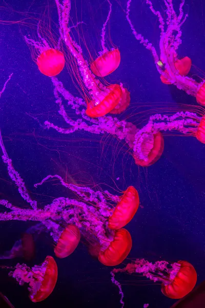 Belas medusas movendo-se lentamente no aquário em Dubai — Fotografia de Stock