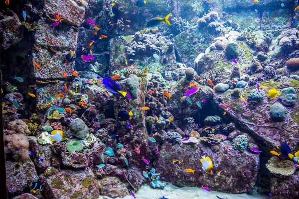 在一片珊瑚礁水族馆热带鱼 — 图库照片