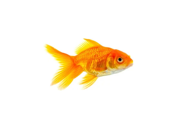 Pesce rosso — Foto Stock