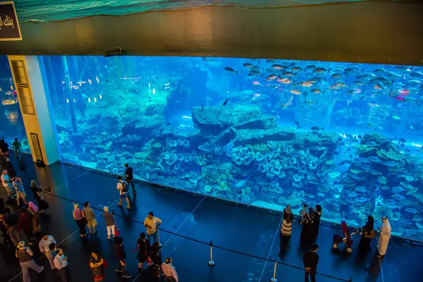Verdens største akvarium i Dubai Mall – stockfoto