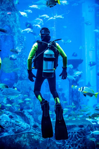 Huge aquarium in Dubai. Diver feeding fishes. — Stock Photo, Image