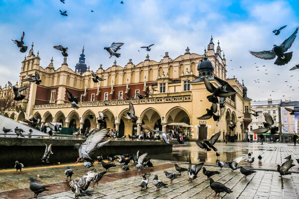 A lot of doves in Krakow old city.