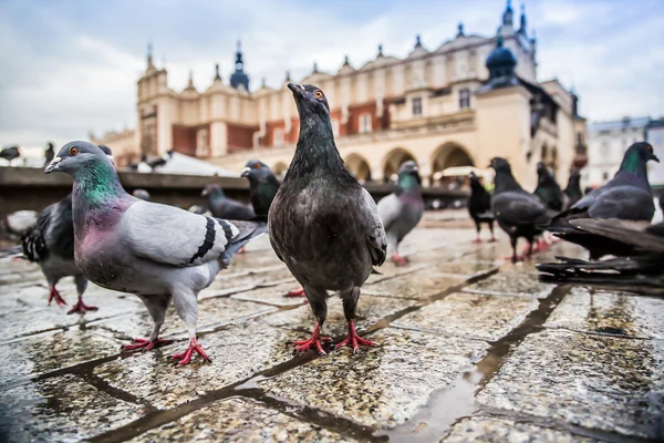 Een heleboel duiven in de oude stad van Krakau. — Stockfoto