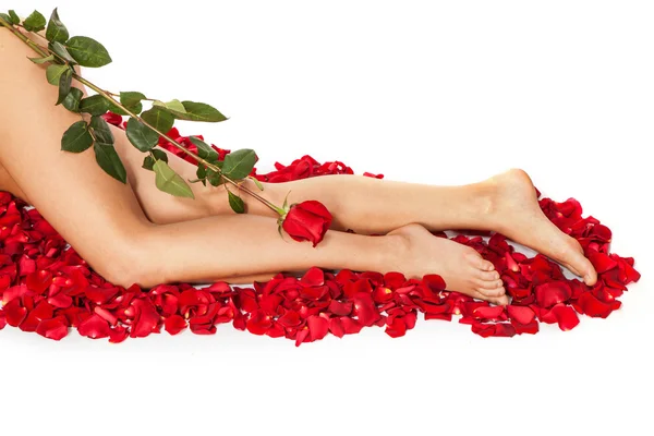 健康的女人腿和白色的玫瑰花瓣. 免版税图库照片