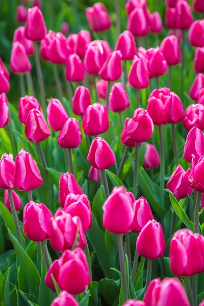 Bunte blume tulpenfeld in holland — Stockfoto