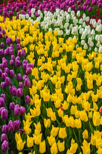 Campo di tulipani multicolore in Olanda — Foto Stock