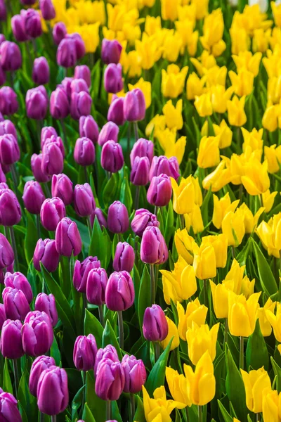 Veelkleurige bloem tulp veld in Nederland — Stockfoto