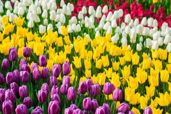 Campo de tulipanes de flores multicolores en Holanda —  Fotos de Stock