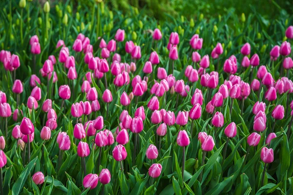 Campo de tulipanes de flores multicolores en Holanda —  Fotos de Stock