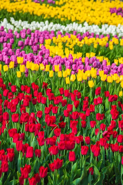 Campo de tulipa de flores multicoloridas na Holanda — Fotografia de Stock