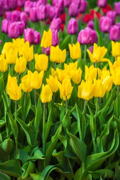 네덜란드에서 다 색된 꽃 튤립 밭 — 스톡 사진