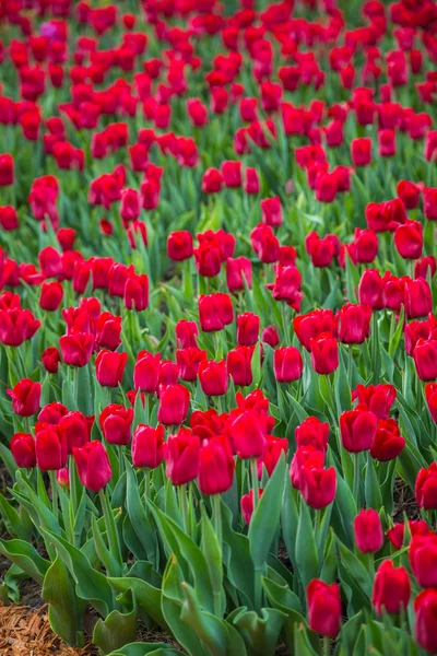 Campo de tulipanes de flores multicolores en Holanda —  Fotos de Stock