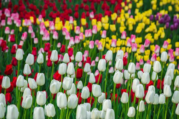 Campo de tulipanes de flores multicolores en Holanda —  Fotos de Stock