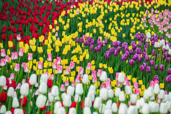 Veelkleurige bloem tulp veld in Nederland — Stockfoto