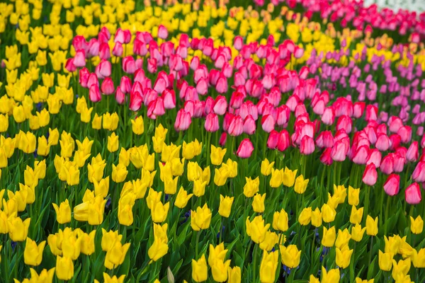 네덜란드에서 다 색된 꽃 튤립 밭 — 스톡 사진