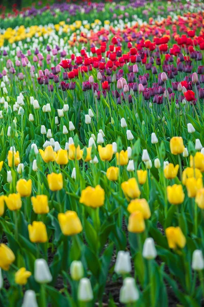 Flerfärgad blomma tulip område i holland — Φωτογραφία Αρχείου