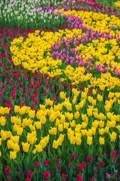 Champ de tulipes à fleurs multicolores en Hollande — Photo