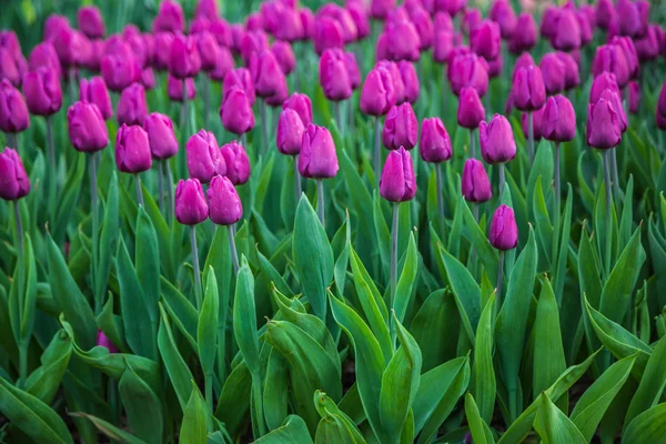 Bunte blume tulpenfeld in holland — Stockfoto