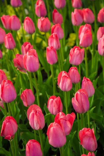 Campo de tulipa de flores multicoloridas na Holanda — Fotografia de Stock