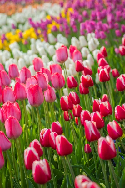 Campo de tulipanes de flores multicolores en Holanda —  Fotos de Stock