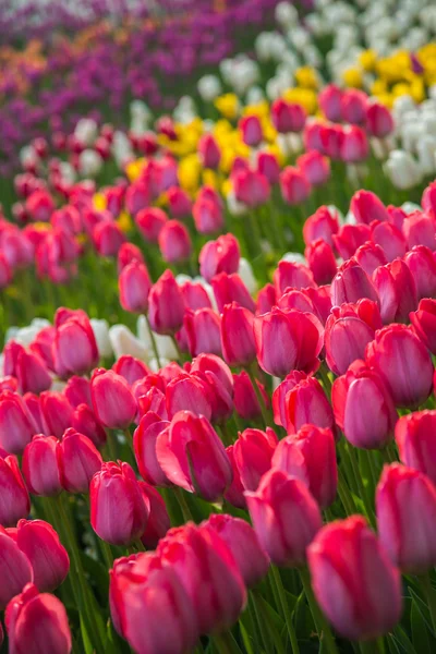 Campo de tulipanes de flores multicolores en Holanda —  Fotos de Stock