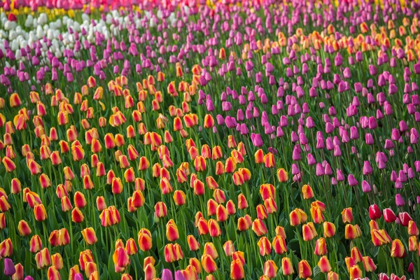 Multicolored flower tulip field in Holland — Stock Photo, Image