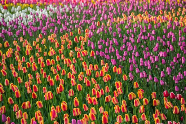 Veelkleurige bloem tulp veld in Nederland — Stockfoto