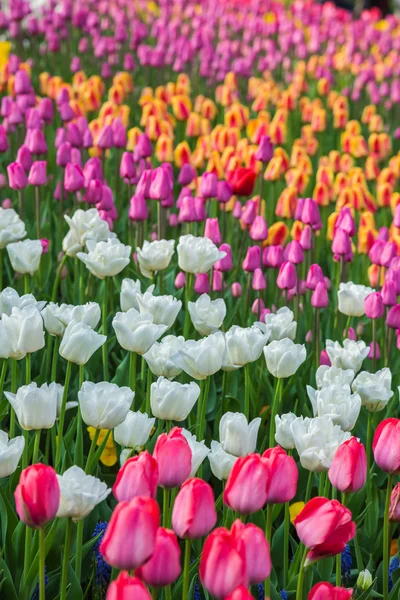Bunte blume tulpenfeld in holland — Stockfoto