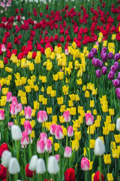 Campo di tulipani multicolore in Olanda — Foto Stock