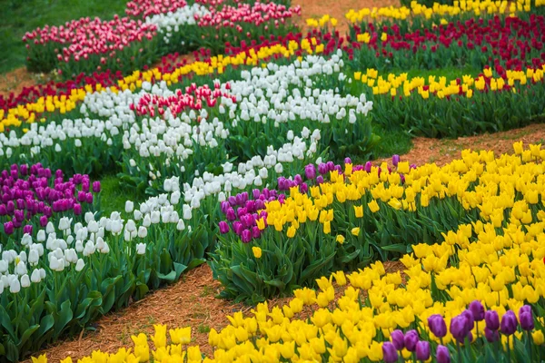 Veelkleurige bloem tulp veld in Nederland — Stockfoto