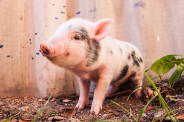 sevimli bir çamurlu piglet açık havada f üzerinde çalışan bir close-up