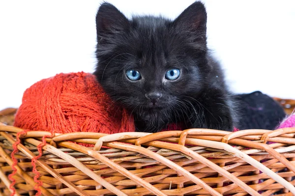 Black kitten playing with a red ball of yarn on white background — Stock Photo, Image