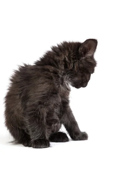 Søt, svart kattunge på hvit bakgrunn – stockfoto
