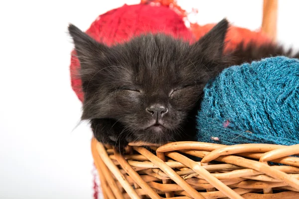Beyaz zemin üzerine kırmızı yumağı ile oynarken siyah yavru kedi — Stok fotoğraf