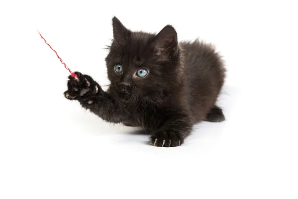 Černé kotě hraje s červenou nití na bílém pozadí — Stock fotografie