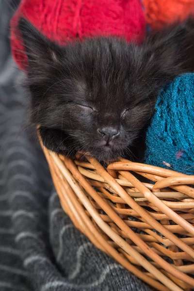 黑色小猫玩纱在白色背景上的红球 — 图库照片