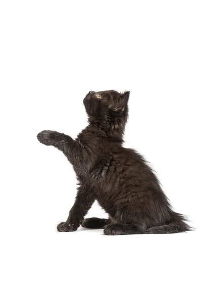 흰색 바탕에 귀여운 검은 고양이 — 스톡 사진