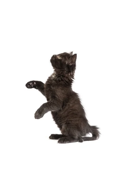 Gatinho preto bonito em um fundo branco — Fotografia de Stock