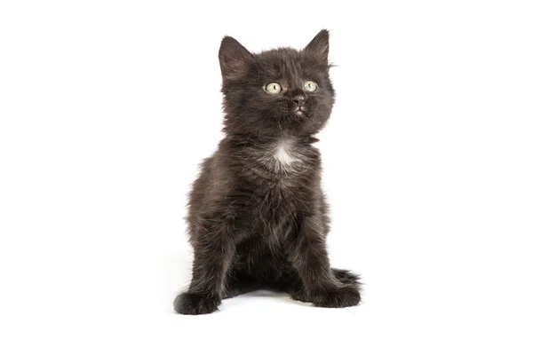 Gatinho preto bonito em um fundo branco — Fotografia de Stock