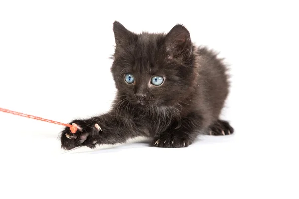 Chaton noir jouant avec une boule de fil rouge sur fond blanc — Photo